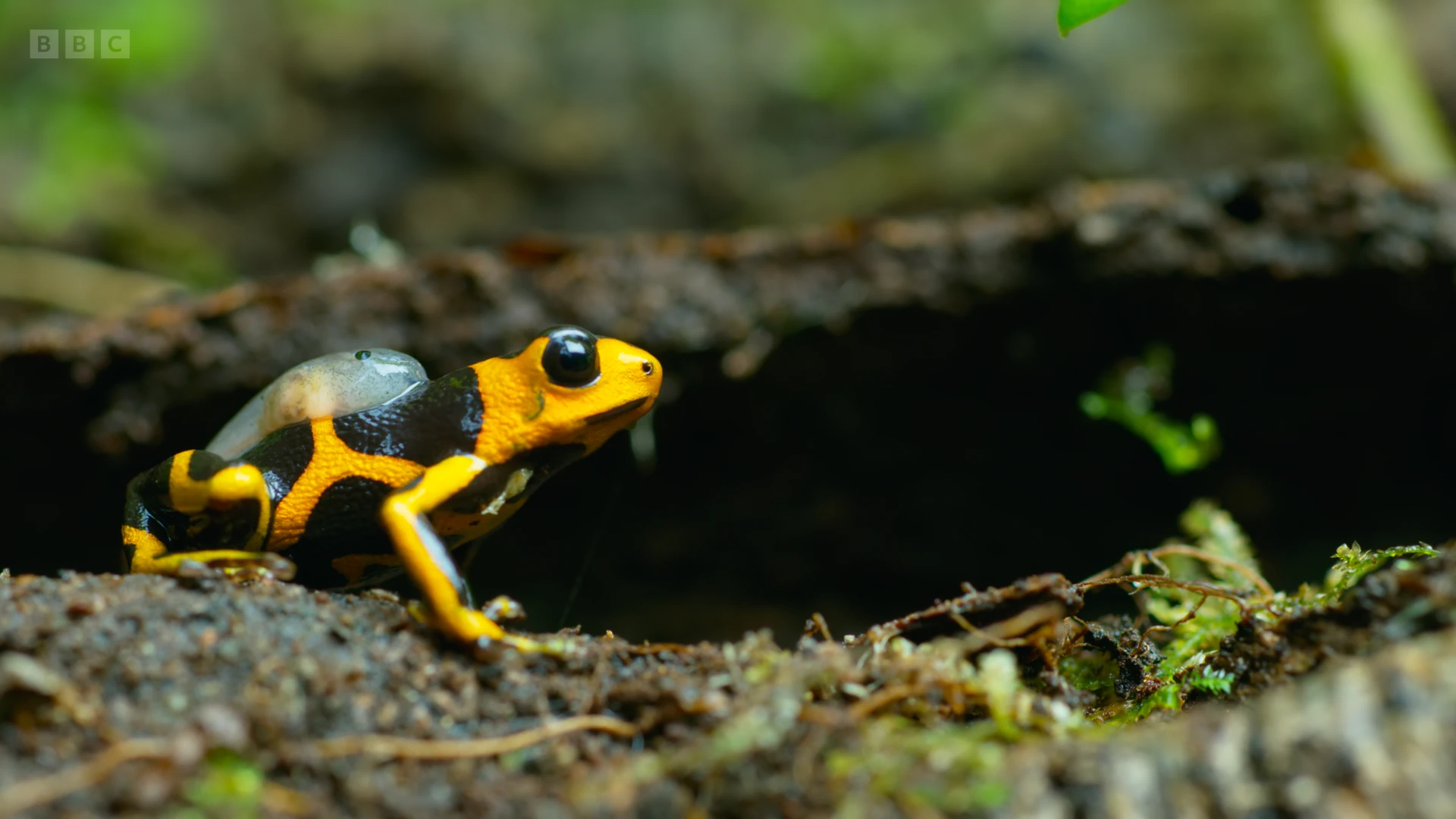 Mimic poison frog (Ranitomeya imitator) as shown in Seven Worlds, One Planet - South America